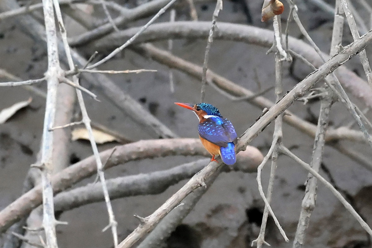 Malachite Kingfisher
